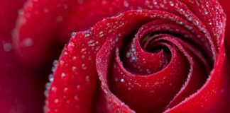 Квітникар розповів, як зробити так, щоб листя троянд не жовтіло