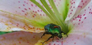 Городники назвали дієвий спосіб позбутися личинок хруща з городу