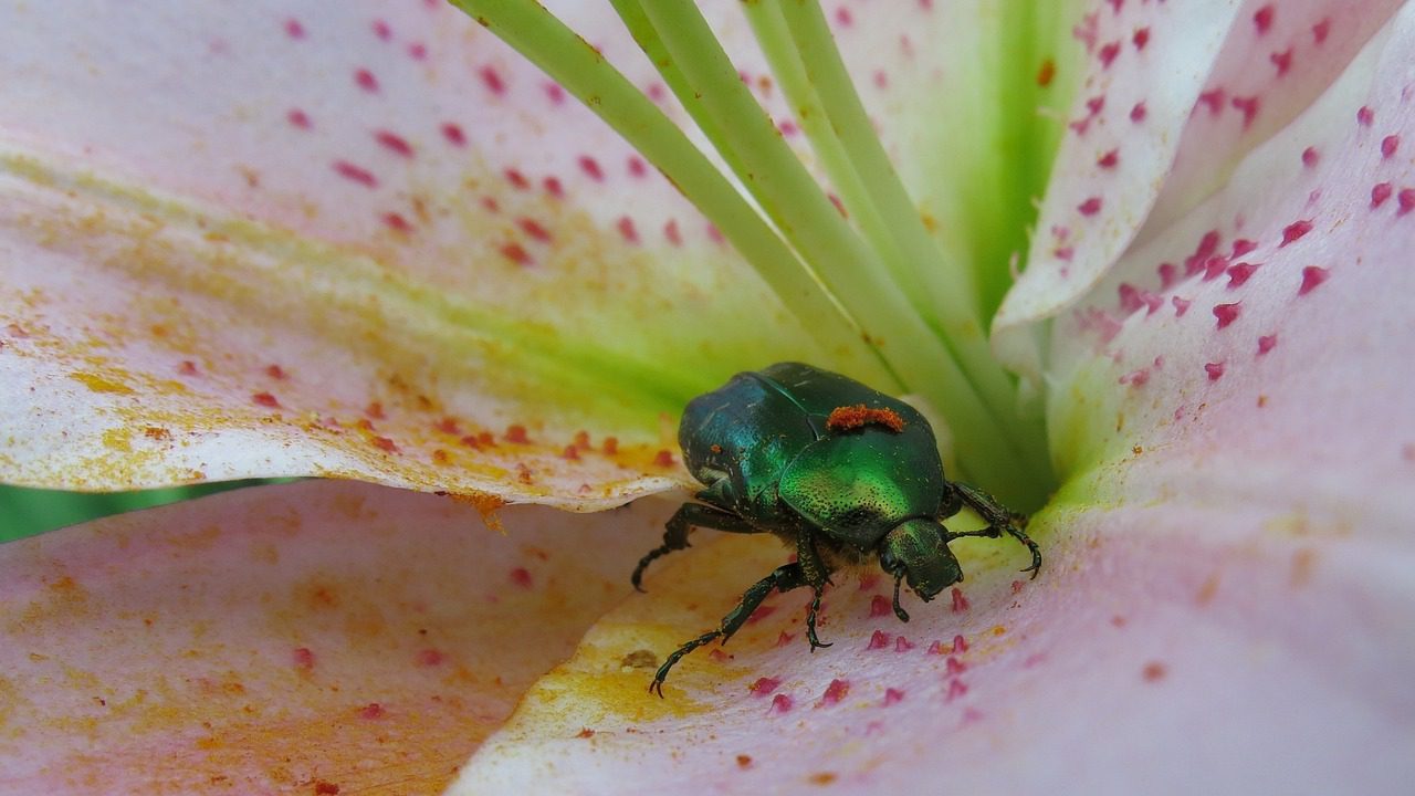 Городники назвали дієвий спосіб позбутися личинок хруща з городу