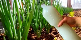 Як швидко позбутися цибулевої мухи на городі