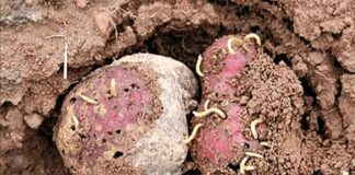 Городники розповіли, як позбутися дротяника на городі