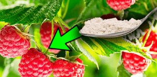 Городники назвали потужне добриво для щедрого врожаю малини