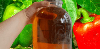 Експерти розповіли, як правильно підгодовувати перці на городі