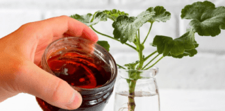 Експерти розповіли простий спосіб вкорінення живців