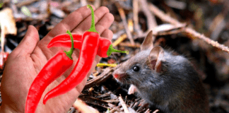 Як швидко позбутися мишей