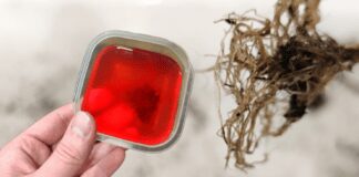 Городники розповіли, як швидко вкоренити живці