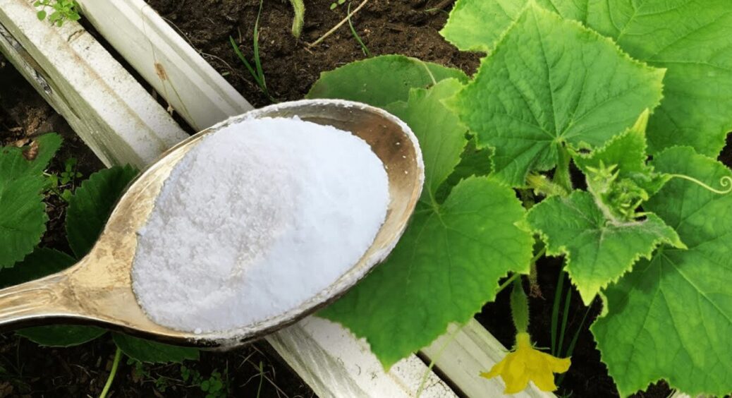 Терміново дайте 1 ложку цього огіркам, томатам та перцю, щоб збирати смачний врожай відрами до зими 