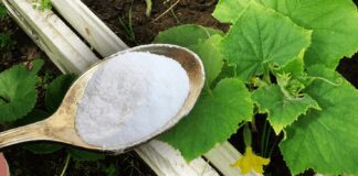Городники назвали потужне народне добриво для овочів