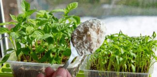 Городники назвали підживлення ґрунту при посіві на розсаду