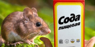 Експерти розповіли, як швидко позбутися гризунів на ділянці