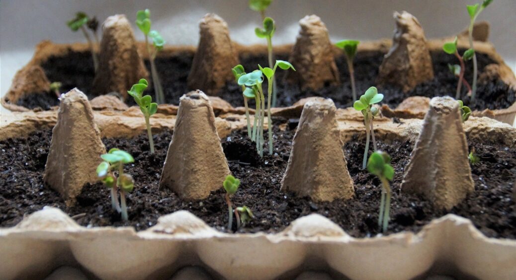 Як зняти стрес із розсади після висадки на город: прискорюємо процес приживання саджанців на новому місці 