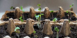 Як пересаджувати розсаду