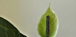 Садівники розповіли, чому спатифілум потрібно обрізати під корінь 