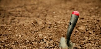 Чим обробити город від павутинного кліща