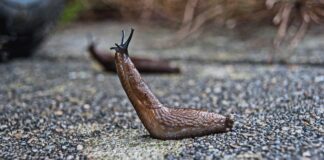 Як позбутись від слимаків на городі