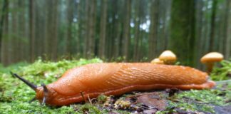 Експерти розповіли, як просто та дешево позбутися слимаків на городі