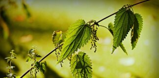 Експерти розповіли про те, як із користю можна використовувати кропиву зі своєї ділянки