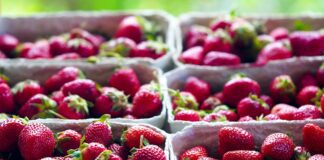 Як отримати багатий врожай полуниці