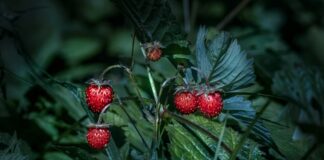 Як не можна використовувати борну кислоту на городі 