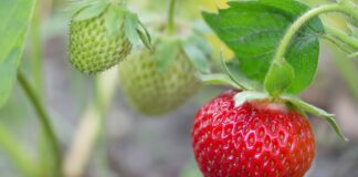 Добриво для полуниці