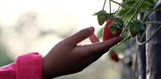 Городники назвали кращий сезон полуниці, який родить до заморозків