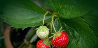 Які добрива можуть нашкодити полуниці