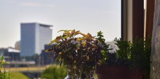 Квітникар розповів, чому корисно поливати квіти гарячою водою