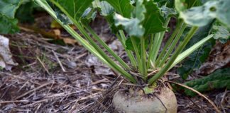 Дачники розповіли, чи можна виростити буряки без проріджування