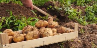 Городники назвали цікавий спосіб посадки картоплі для рясного врожаю