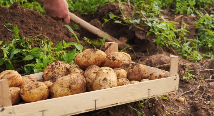 Поливала картоплю цим способом протягом місяця й отримала величезний врожай: довелося продавати на ринку 