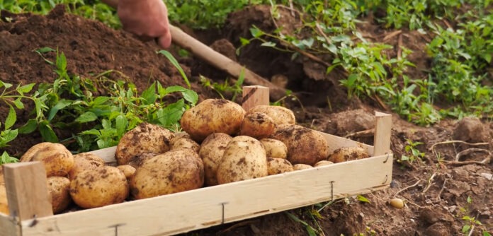 Як правильно поливати картоплю: поради 