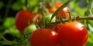 Експерти розповіли, чим підживити помідори на городі