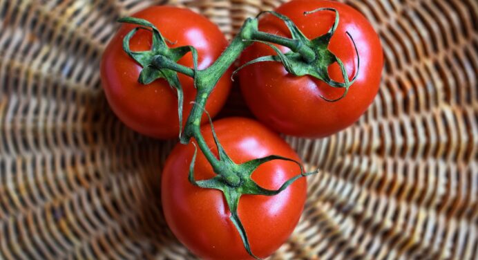 Чому ми неправильно поливаємо помідори: 3 помилки – і ось вони потріскані та гнилі, а врожаю повний нуль 