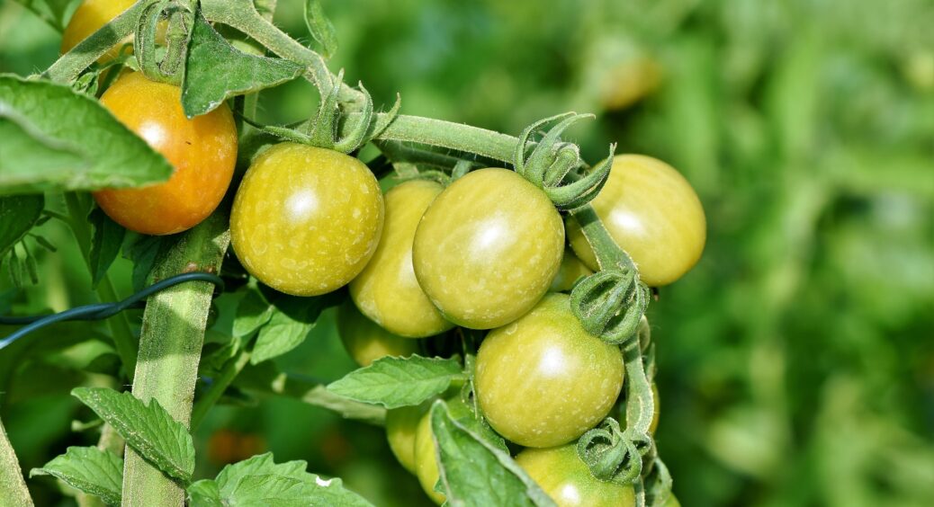 Профілактика фітофтори у помідорів одразу після висадки розсади в ґрунт: прості дії – ефективний результат 