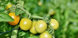 Як не допустити появу фітофтори на помідорах