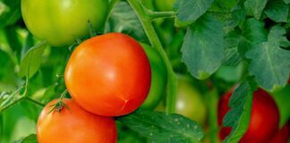 Городники розповіли, як боротися з фітофторою на томатах