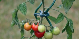 Що краще не садити біля помідорів на городі