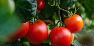 Коли пересаджувати розсаду помідорів