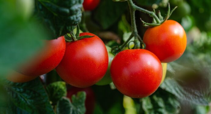 Сусід Михайлович розповів, коли пересаджувати розсаду помідорів: орієнтуватись потрібно на підказки природи 