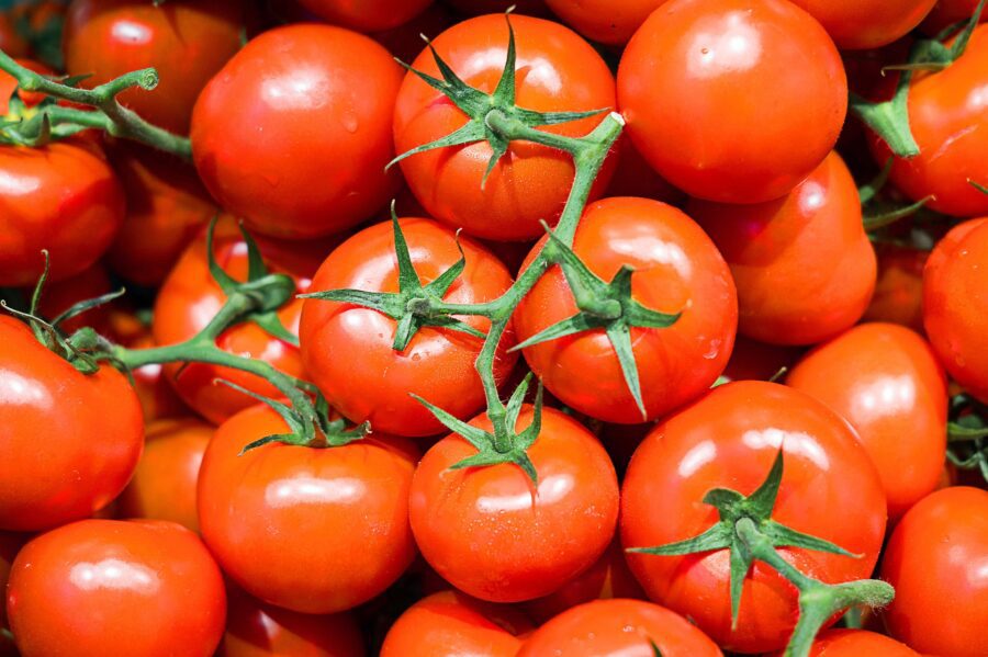 Городники розповіли, яке добриво може допомогти прискорити дозрівання помідорів на городі