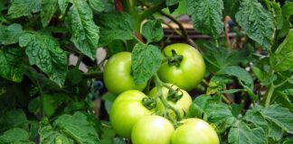 Чому листя на помідорах і перці закручується