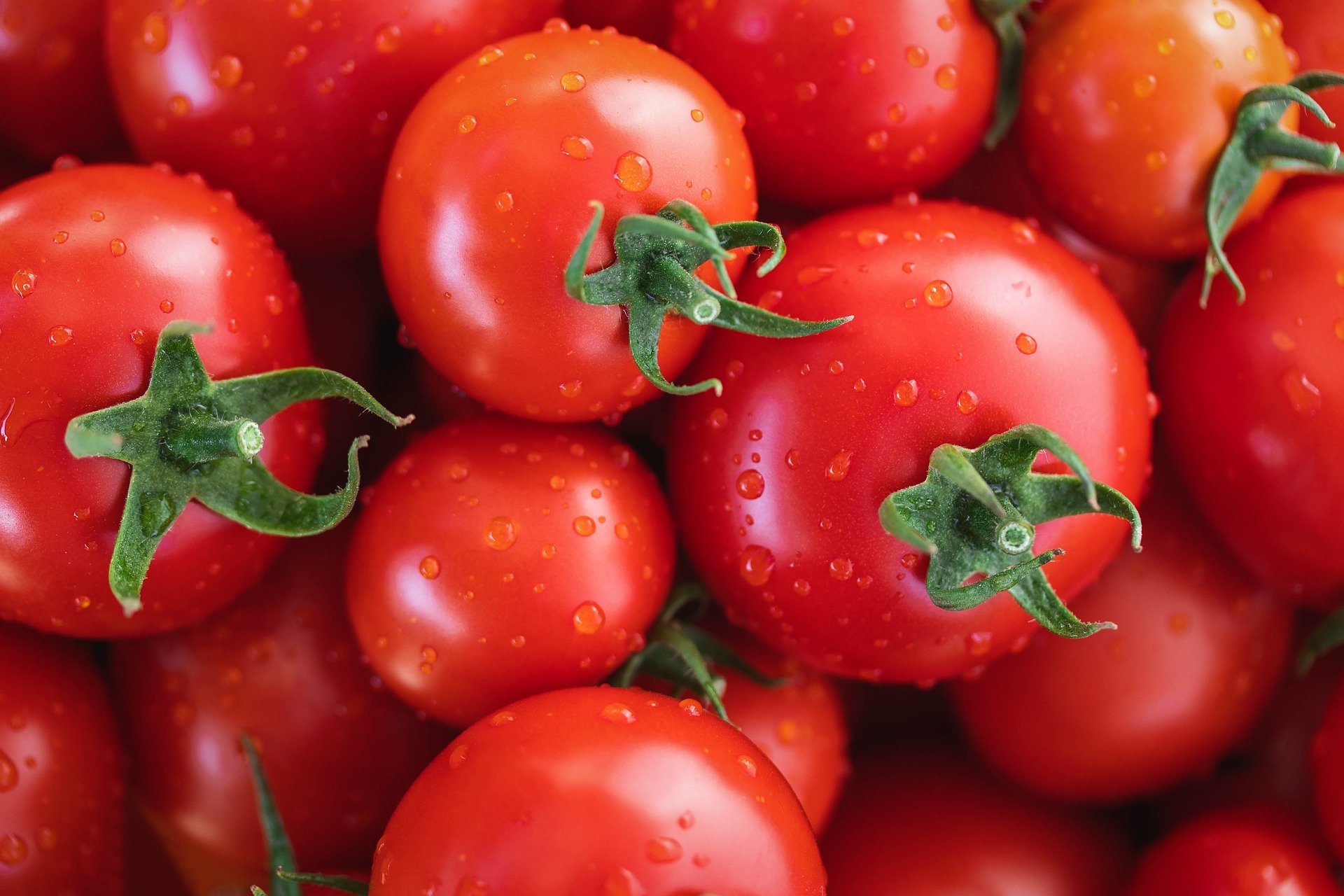 Чим обробити томати для росту і захисту від фітофтори