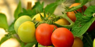 Городник розповів про найкраще добриво для помідорів 