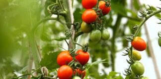 Навіщо підготувати томати на городі 