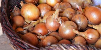 Як правильно висаджувати озиму цибулю: поради експертів