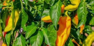 Експерти розповіли про молочно-йодове підживлення перців в липні