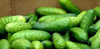 Дачники розкрили секрет потужного врожаю огірків: рецепт