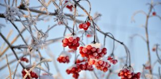 Садівники розповіли, які чагарники потрібно обрізати в лютому