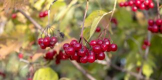 Чи варто вирощувати калину в саду
