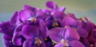 Садівники розповіли про найкраще підживлення для фіалок 